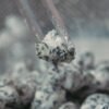 zetti snowcaps